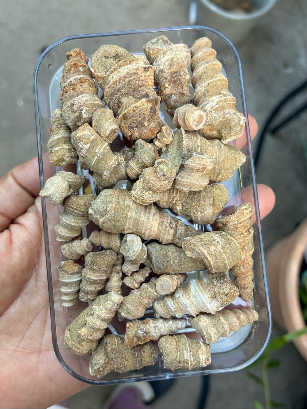 Lot of Spiral Gastropod- Various Sizes Shell Fossil Lot Agatized